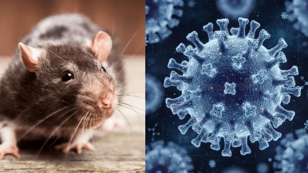 Hantavirus,