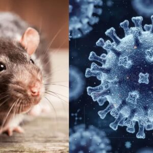 Hantavirus,