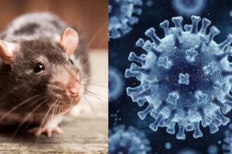 Hantavirus,