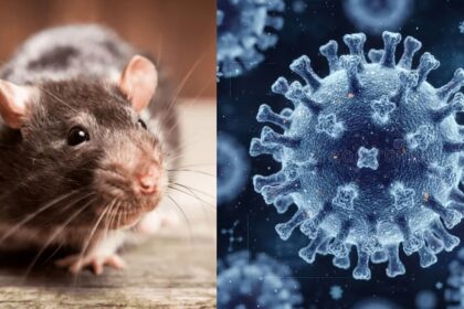 Hantavirus,
