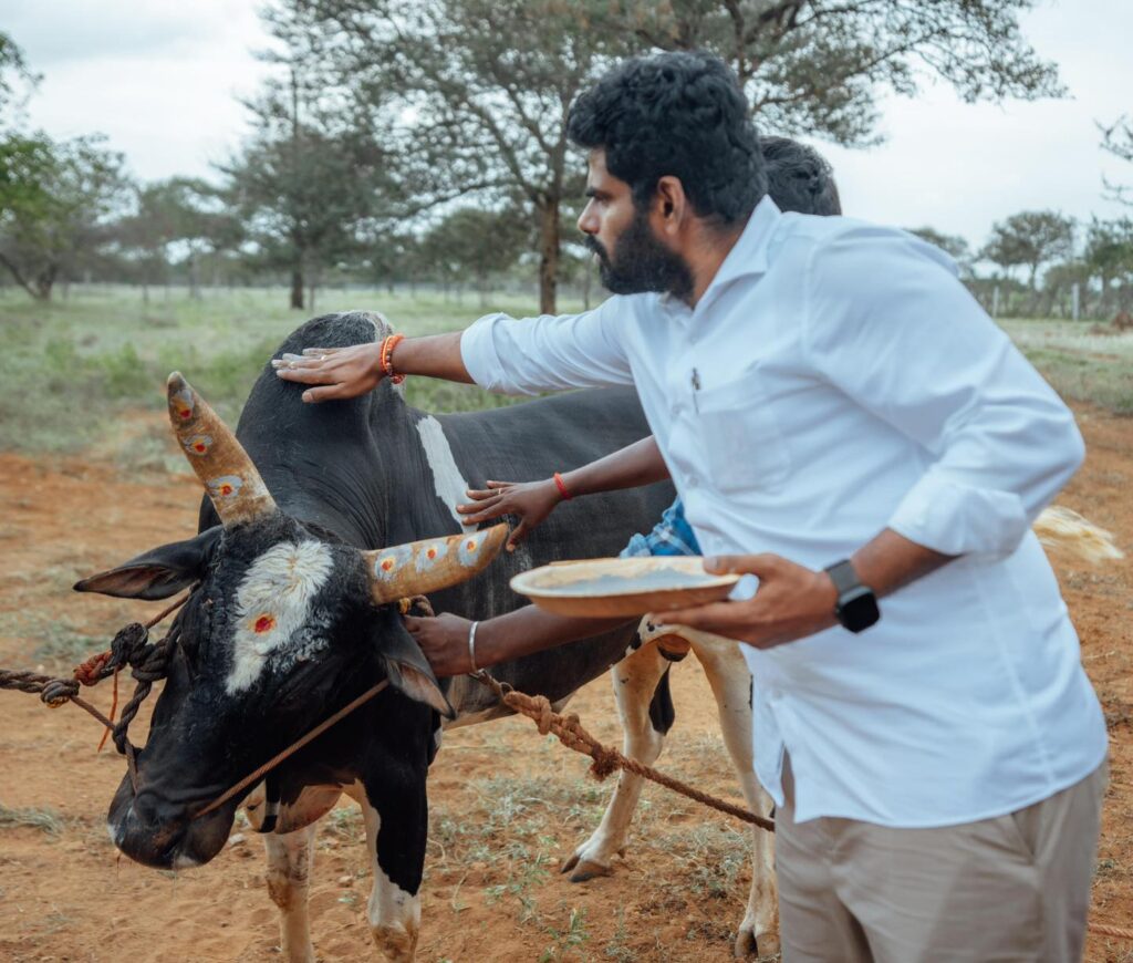 annamalai cow